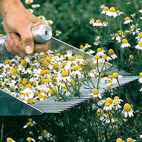  Chamomile