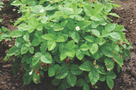 alpine strawberry plant in the field