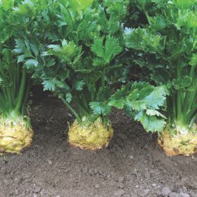 How to Grow Celery & Celeriac