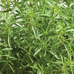 Summer Savory