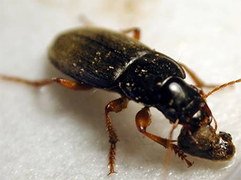 ground beetle