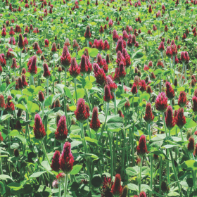 Crimson clover cover crop