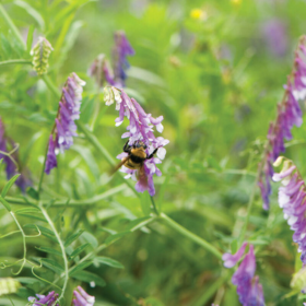 Hairy vetch cover crop