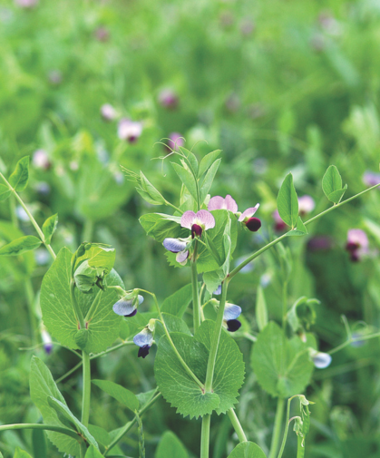 Pea cover crop