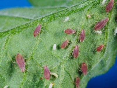 potato aphid on tomato leaf