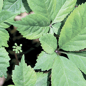 American Ginseng