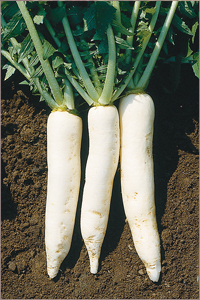 Summer Cross No. 3 Daikon Summer Cross No. 3 Daikon