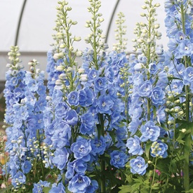 Good for Overwintering