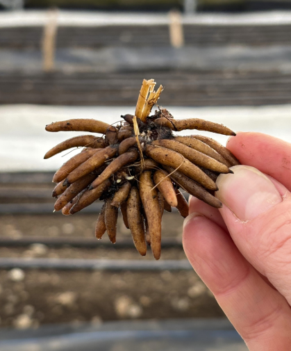 Ranunculus corm (bulb).