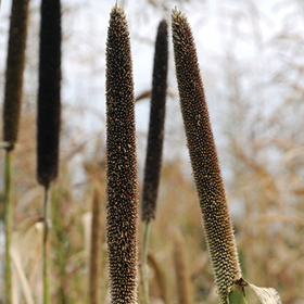 How to Grow Millet and Sudangrass