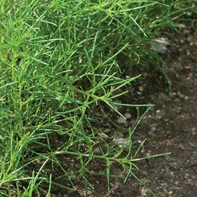 Saltwort