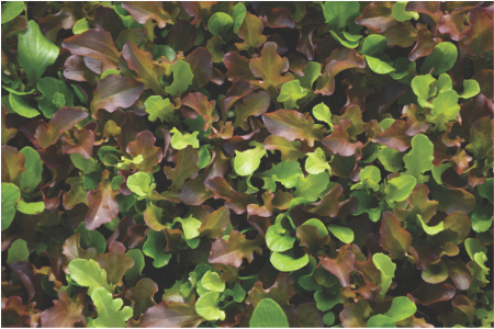 video thumbnail - salanova lettuce