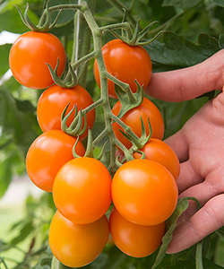 Clementine Organic (F1) Cocktail Tomato