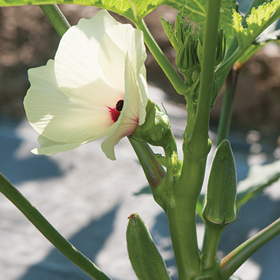 How to Grow Okra