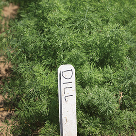 Dill