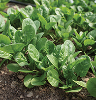 Rangitoto spinach