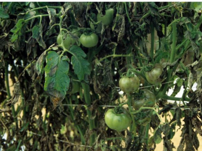 late blight