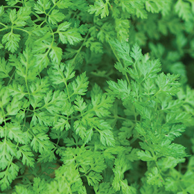  Chervil