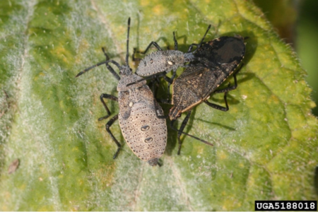 ground beetle