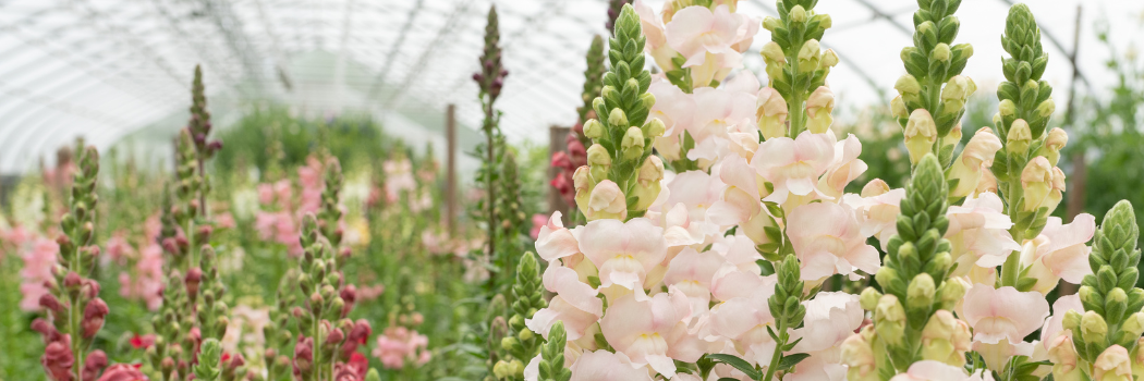 Snapdragons in a greenhouse Snapdragons in the high tunnel