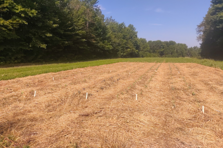 cover crop residue