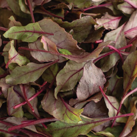 How to Grow Baby Leaf Beet Greens