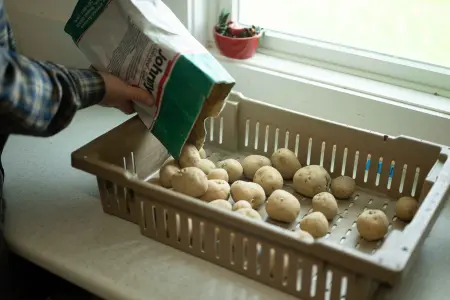 step one: put whole seed in ventilated boxes
