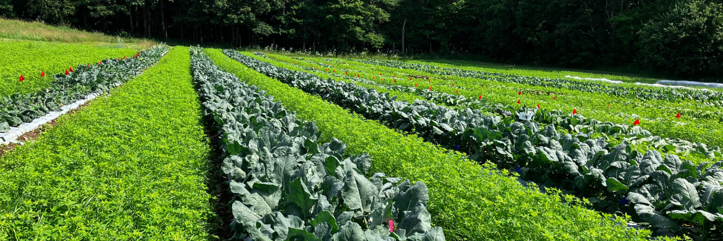 Cover crops between rows on the Johnny's Research Farm