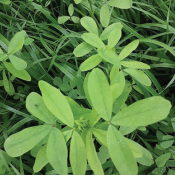 berseem clover