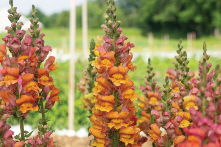 Opus™ III Early Bronze Snapdragon 