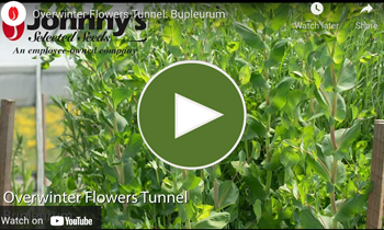 View Our Overwinter Flower Tunnel Bupleurum Video