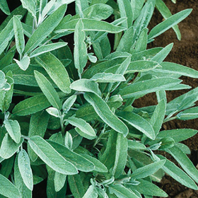Common Sage