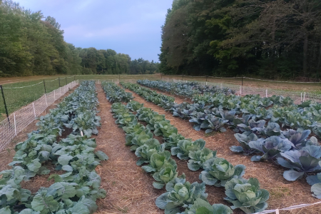 weed-free mature brassicas in a no-till garden bed