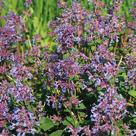  Catmint