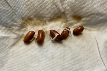 seeds germinating on a paper towel