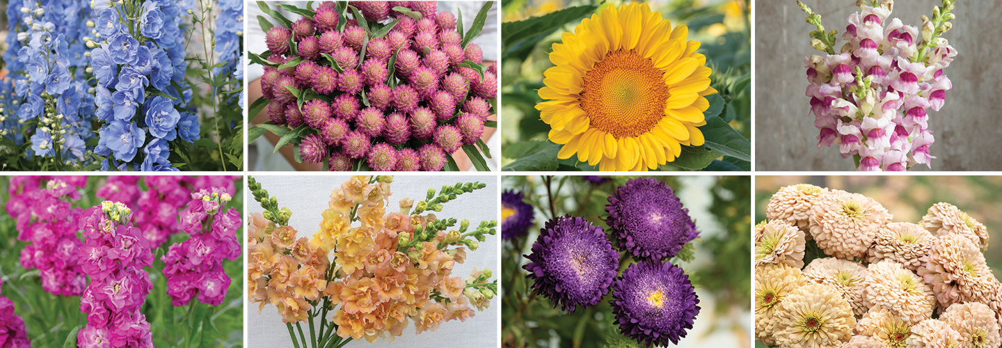 A mosaic of flower photos