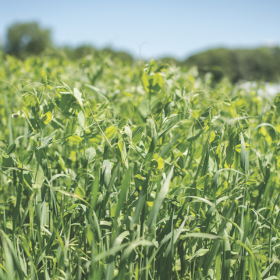 How to Grow Cover Crop Mixes