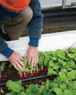 round red winter radishes