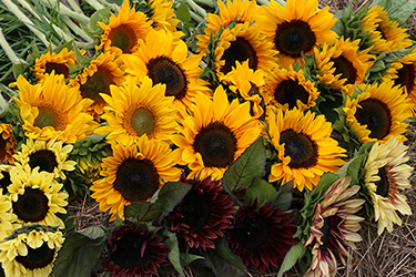 Sunflower Diversity Sunflower Diversity