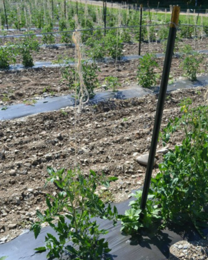 Stake and wire trellis for tomatoes