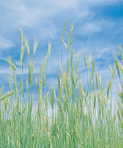 Winter rye