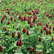 crimson clover