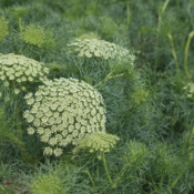 ammi