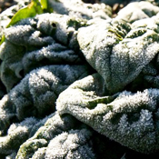 Winter Spinach