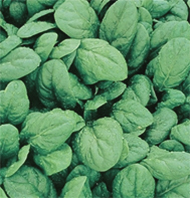 Space spinach