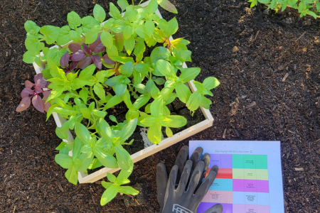 curated collection of seedlings