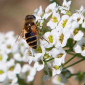alyssum
