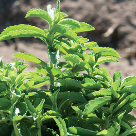Stevia