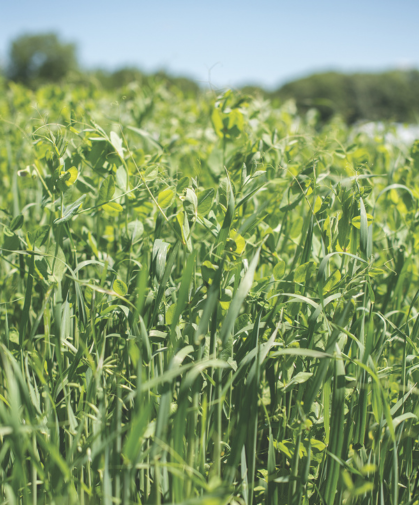 Green manures are specific plants, crop varieties, or mixes that are grown and turned into the soil to improve overall quality, particularly fertility and tilth.