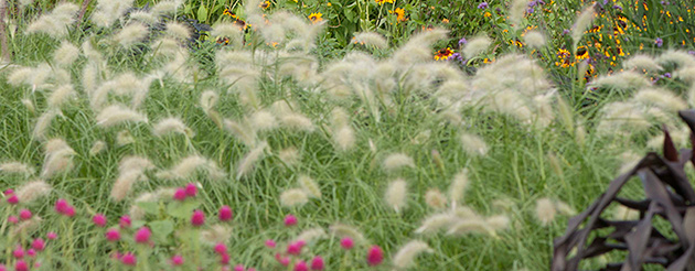 Beyond Blossoms • Ornamental Herbs, Grasses, & Vegetables for Use in Floral Design Beyond Blossoms • Ornamental Herbs, Grasses, & Vegetables